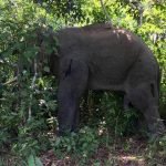 ‘Naik Minyak’, Gajah Liar Rosakkan Tanaman Serta Pijak Lembu Sehingga Mati ‘Naik Minyak’, Gajah Liar Rosakkan Tanaman Serta Pijak Lembu Sehingga Mati