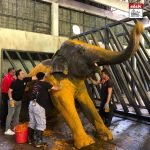 Tular Kembali Foto Gajah ‘Mandi’ Serbuk Kunyit, Ini Kebaikan Dan Khasiat Serbuk Kunyit Pada Kulit Gajah Tular Kembali Foto Gajah ‘Mandi’ Serbuk Kunyit, Ini Kebaikan Dan Khasiat Serbuk Kunyit Pada Kulit Gajah