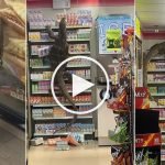 (Video) Besar Macam Godzilla, Biawak Gergasi Buat Hal Panjat Rak Kedai 7Eleven (Video) Besar Macam Godzilla, Biawak Gergasi Buat Hal Panjat Rak Kedai 7Eleven