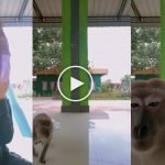 (Video) Lucu, Monyet ‘Take Over’ Video TikTok Gadis, Dapat 20 Juta Tontonan (Video) Lucu, Monyet ‘Take Over’ Video TikTok Gadis, Dapat 20 Juta Tontonan