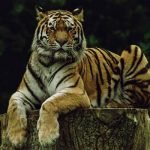 Akibat Membunuh Penjaga Zoo, Dua Harimau Mati Ditembak Akibat Membunuh Penjaga Zoo, Dua Harimau Mati Ditembak