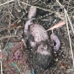 Mayat Bayi Lelaki Dihurung Semut Ditemui Di Tepi Jejantas Mayat Bayi Lelaki Dihurung Semut Ditemui Di Tepi Jejantas