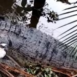 Buaya Jantan Sepanjang 5 Meter Ditemukan Mati Buaya Jantan Sepanjang 5 Meter Ditemukan Mati