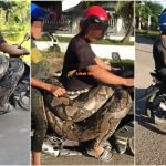Pak Abu Bawa Ular Sawa 200KG Bersiar-Siar Pak Abu Bawa Ular Sawa 200KG Bersiar-Siar