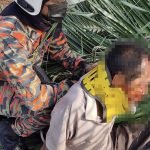 Lelaki Warga Emas Cedera Dihempap Pokok Kelapa Lelaki Warga Emas Cedera Dihempap Pokok Kelapa