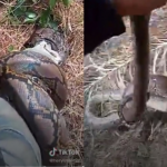 Ular Sawa Belit Kaki, Lelaki Selamba Ajak Berbual. Ada VIDEO Ular Sawa Belit Kaki, Lelaki Selamba Ajak Berbual. Ada VIDEO