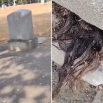 Lelaki Temui Rambut Terjurai Keluar Dari Kubur, Namun Keesokannya Undang Misteri.. Lelaki Temui Rambut Terjurai Keluar Dari Kubur, Namun Keesokannya Undang Misteri..