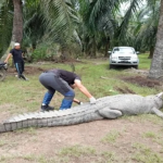 Bangkai Buaya Seberat 600kg Ditemui Di Sungai Trong,Taiping. Bangkai Buaya Seberat 600kg Ditemui Di Sungai Trong,Taiping.
