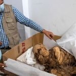 Mumia Berusia 1200 Tahun Dengan Tangan Terikat Ditemui Di Peru Mumia Berusia 1200 Tahun Dengan Tangan Terikat Ditemui Di Peru