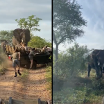 (VIDEO) Detik-Detik Cemas Gajah Mengamuk, Serang Trak Pelancong (VIDEO) Detik-Detik Cemas Gajah Mengamuk, Serang Trak Pelancong
