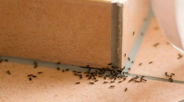 Petua Menghalau 7 Jenis Serangga Perosak Yang Sering Ditemui Dalam Rumah.