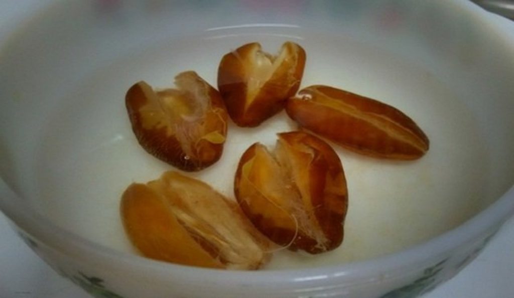 kurma