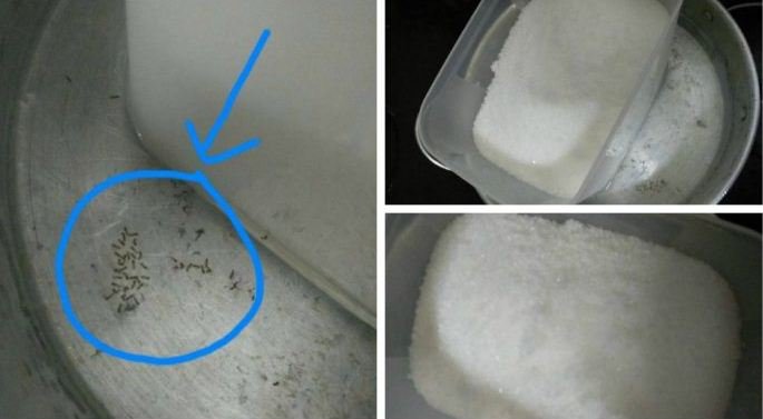 8 Petua Halau Semut Yang Berumah Dalam Bekas Gula Anda.