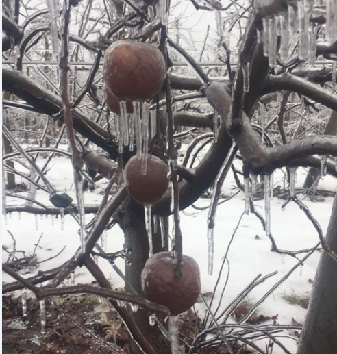 Kejadian Beku Melampau Di Amerika Punca Pokok Epal Hasilkan Epal Hantu. Subhanallah.