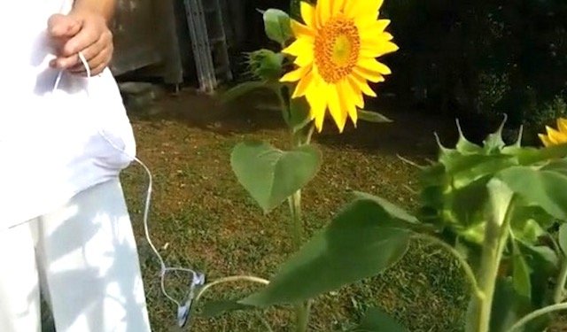 Rakam SUARA Bunga Matahari. Hasilnya Buat Amat Mengejutkan. سبحان الله Ada Video.