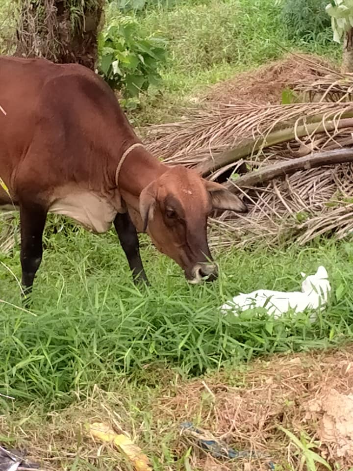 Kucing Ini Selalu Hilang. Rupa-Rupanya Ini Tempat u0027Diau0027 Bermain 