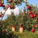 10 Tips Untuk Berjaya Berkebun Di Rumah 10 Tips Untuk Berjaya Berkebun Di Rumah
