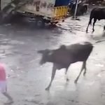 Lembu Tiba-Tiba Mengamuk Dan Memijak Seorang Kanak-Kanak. Ada Video. Lembu Tiba-Tiba Mengamuk Dan Memijak Seorang Kanak-Kanak. Ada Video.
