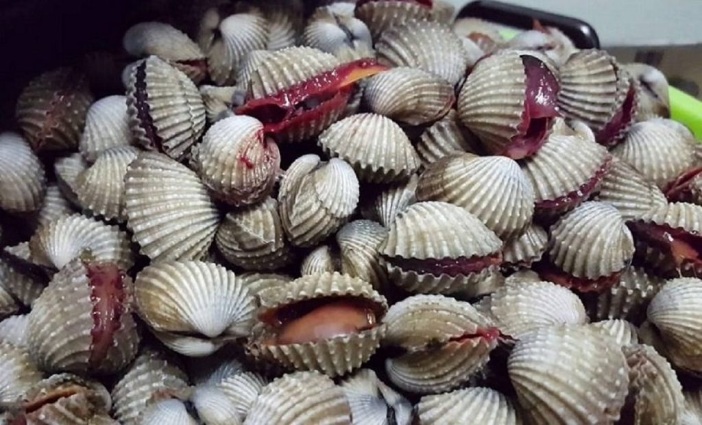 kerang