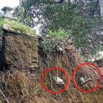 Jenazah Terkeluar Dari Liang Lahad Dan Jatuh Dalam Sungai. Jenazah Terkeluar Dari Liang Lahad Dan Jatuh Dalam Sungai.