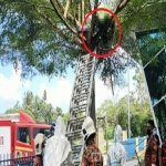 Seorang Lelaki Ditemui Meninggal Dunia Atas Pokok Seorang Lelaki Ditemui Meninggal Dunia Atas Pokok