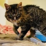 Hampir 20 Tahun Hilang, Kucing Phoebe Habiskan ‘Hari Terakhir’ Bersama Tuannya Hampir 20 Tahun Hilang, Kucing Phoebe Habiskan ‘Hari Terakhir’ Bersama Tuannya