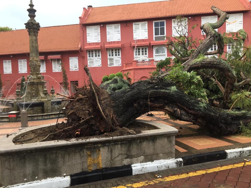 Berusia Lebih 100 Tahun Pokok Batai Laut Ikon Bandar Melaka Rebah Pagi Tadi