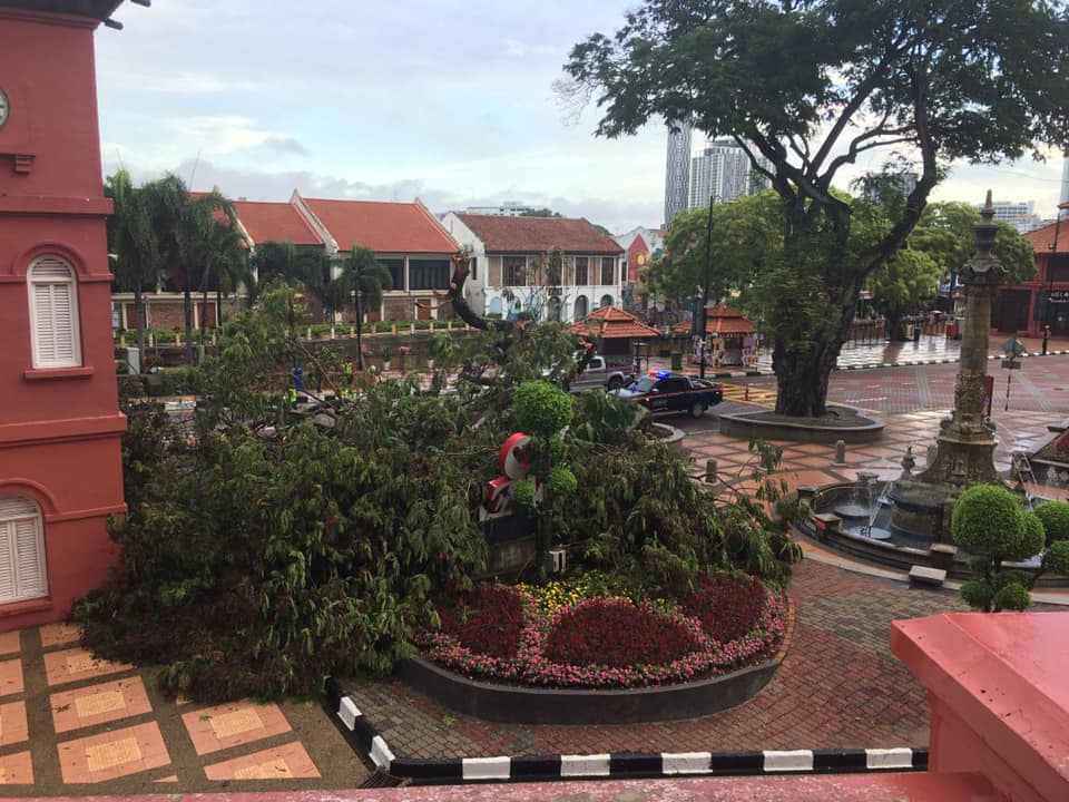 Berusia Lebih 100 Tahun Pokok Batai Laut Ikon Bandar Melaka Rebah Pagi Tadi