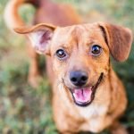 Pemilik Anjing Mati Ditembak Pencuri Setelah Anjing Peliharaannya Dibunuh Pemilik Anjing Mati Ditembak Pencuri Setelah Anjing Peliharaannya Dibunuh