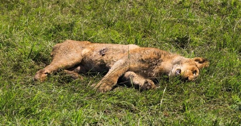 Kejam! 6 Singa Mati Diracun Dan Dikerat di Afrika