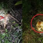 Pekebun Terkejut Jumpa ‘Benda’ Ini Ketika Menebas Rumput. Pekebun Terkejut Jumpa ‘Benda’ Ini Ketika Menebas Rumput.