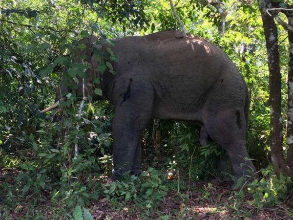 'Naik Minyak', Gajah Liar Rosakkan Tanaman Serta Pijak Lembu Sehingga Mati