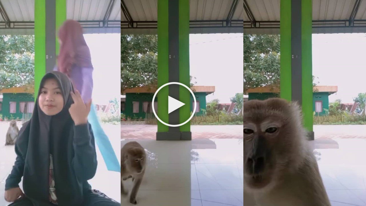 (Video) Lucu, Monyet 'Take Over' Video TikTok Gadis, Dapat 20 Juta Tontonan