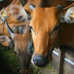 Cubaan Bawa 13 Lembu Rentas Negara Ditahan Polis Cubaan Bawa 13 Lembu Rentas Negara Ditahan Polis