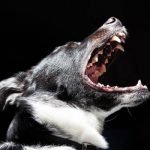 Anjing ‘Makan’ Tuan, Serang Kanak-Kanak 4 Tahun Sehingga Maut Anjing ‘Makan’ Tuan, Serang Kanak-Kanak 4 Tahun Sehingga Maut