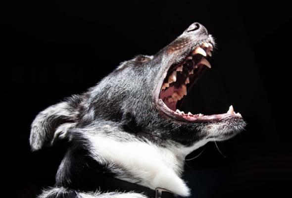 Anjing 'Makan' Tuan, Serang Kanak-Kanak 4 Tahun Sehingga Maut