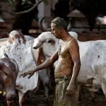 ‘Jangan Gunakan Najis Lembu Untuk Merawat Covid-19’ Jelas Doktor India ‘Jangan Gunakan Najis Lembu Untuk Merawat Covid-19’ Jelas Doktor India
