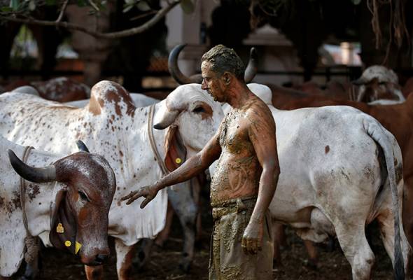 'Jangan Gunakan Najis Lembu Untuk Merawat Covid-19' Jelas Doktor India