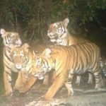 Harimau Mengganas Di Felda Kerteh Harimau Mengganas Di Felda Kerteh