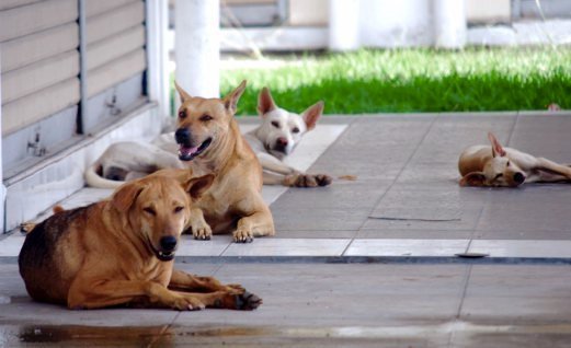 Kanak-kanak Perempuan Cedera, Terjatuh Dikejar Anjing Liar