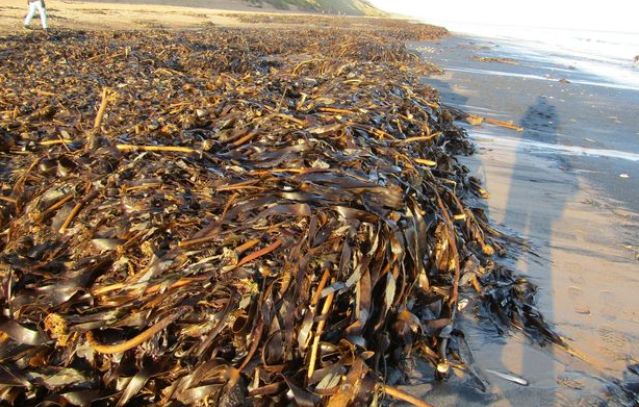 Kes Terburuk, Ribuan Hidupan Laut Ditemui Mati Di Persisiran Pantai.