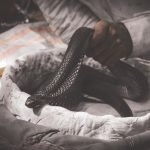 Gara-Gara Nak Kahwin Lain, Suami Sewa Ular Patuk Isteri Hingga Mati Gara-Gara Nak Kahwin Lain, Suami Sewa Ular Patuk Isteri Hingga Mati