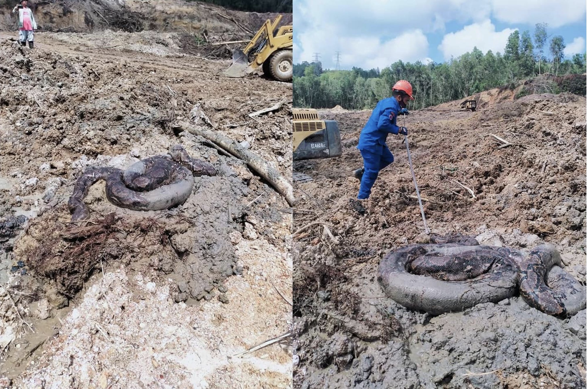 Buruh Jumpa Ular Sawa Gergasi, Berat Lebih 200 KG