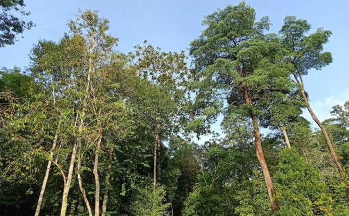 Hutan Simpan Kledang Saiong Dibenarkan Pembalakan-JPNPk.