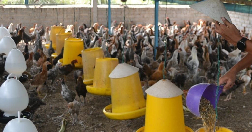 Penternak Ayam Berdepan Gulung Tikar Akibat Kos Operasi Meningkat 