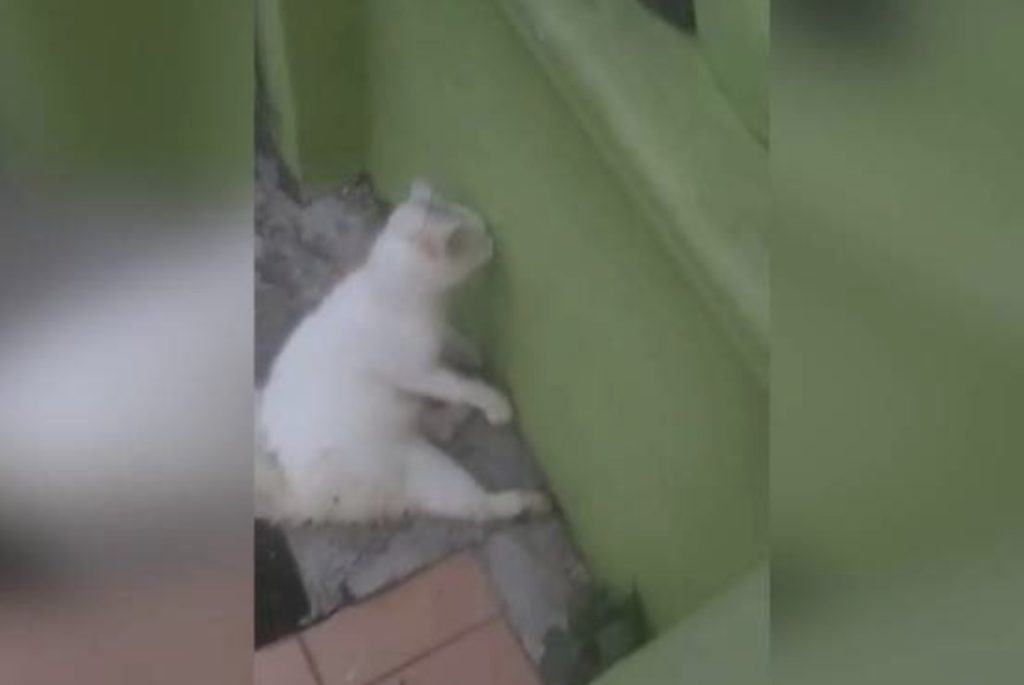 SKJP Tawar RM5 Ribu Bagi Siapa Yang Salurkan Maklumat Mengenai Kucing Dijerut