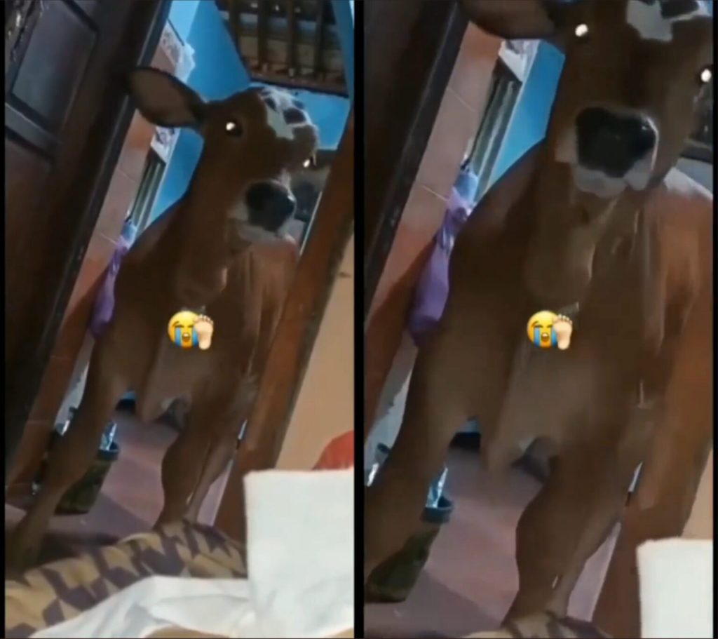 Lembu Masuk Bilik Gadis, Mahu Kejut 'Bangun Sahur'