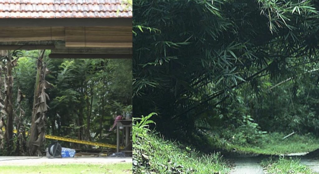 Kes Tanam Pokok Ganja Keliling Rumah, Datuk Dibebaskan Polis