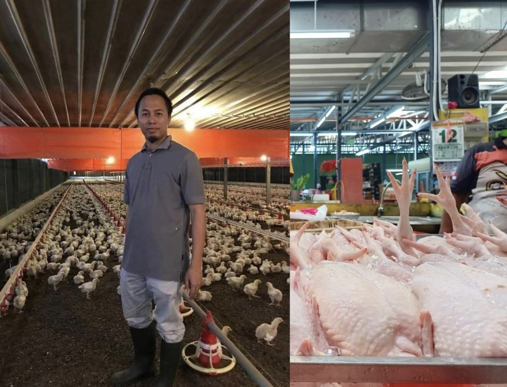 Tokey Ayam Melayu Ni Bagitahu Kenapa Ayam Takde Dan Mahal. Tak Sangka.