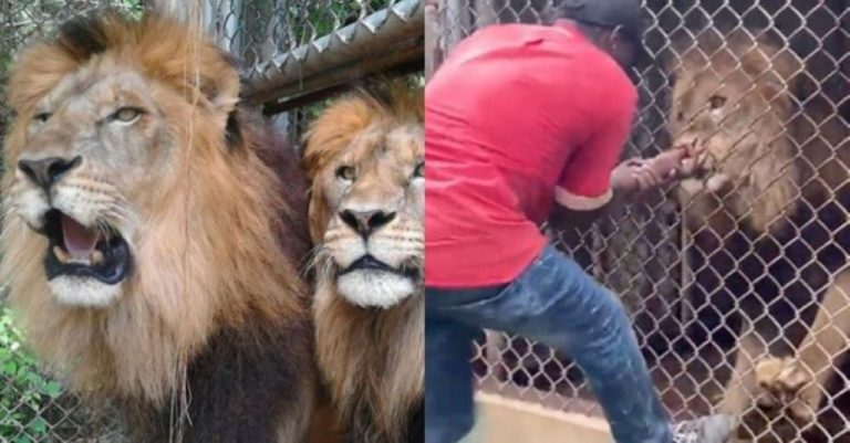 Padah Tunjuk Aksi 'Berani' Di Kandang Singa, Ini Yang Terjadi Kepada Pegawai Zoo
